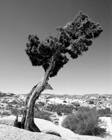 "Lone Tree"