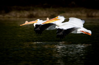 White Pelicans - Yellowstone River