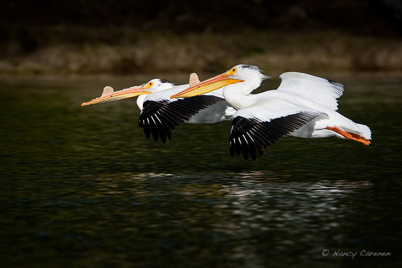 White Pelicans - Yellowstone River