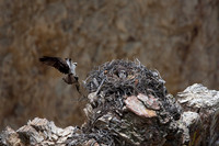 Osprey Building a Nest