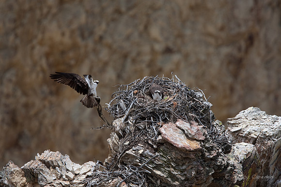 Osprey Building a Nest