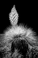 Yucca in Bloom - Infrared