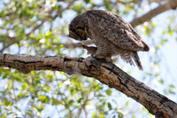 Great Horned Owl
