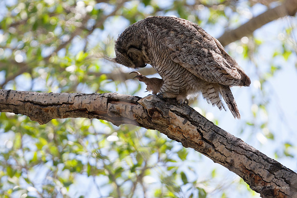 Great Horned Owl