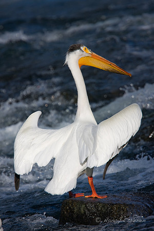 White Pelican