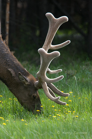 Elk grazing among the dandelions.