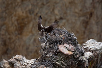 Osprey Building a Nest