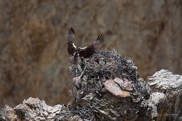 Osprey Building a Nest