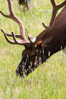 Elk