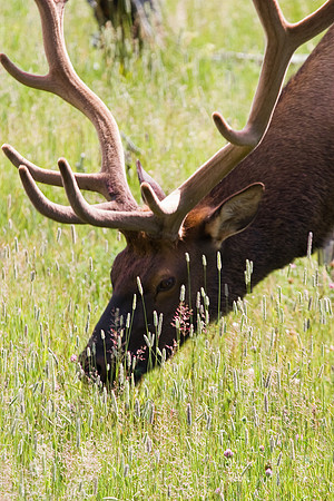Elk