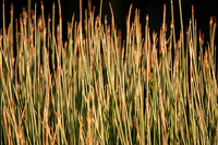 "Rushes"