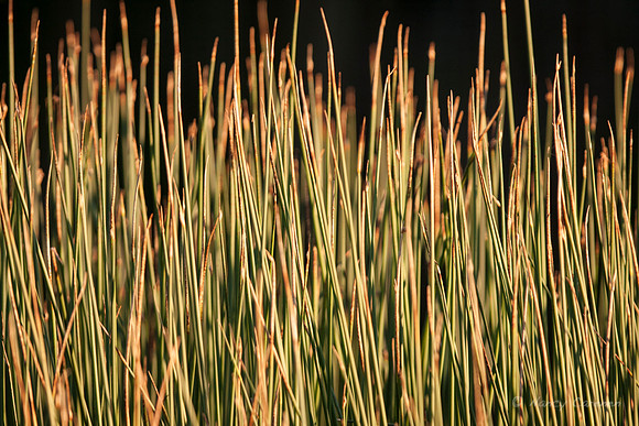 "Rushes"