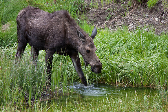Female Moose