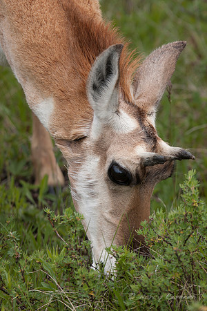 Pronghorn Sheep
