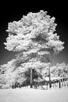 Pine Tree - Infrared