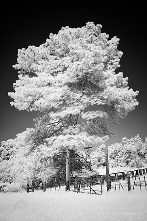 Pine Tree - Infrared