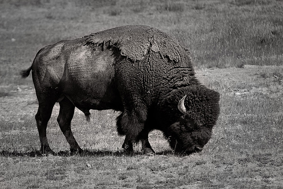 Bison