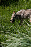 Coyote with Squirrel