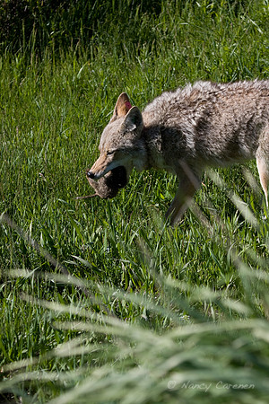 Coyote with Squirrel