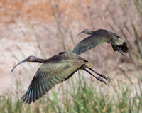 Glossy Ibis