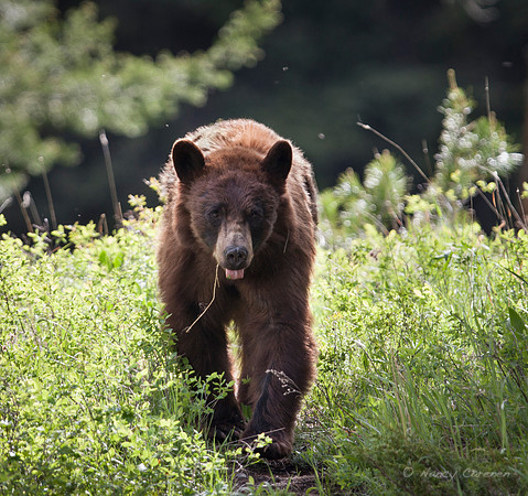 Black Bear