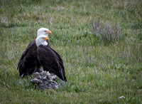 Bald Eagles