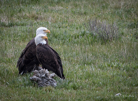 Bald Eagles