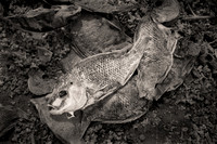 "Salton Sea"