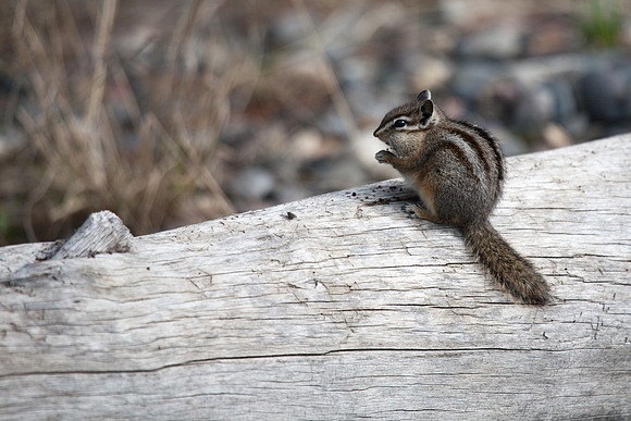 Chipmunk Stuffing his Cheeks