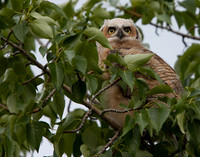 Great Horned Owlet