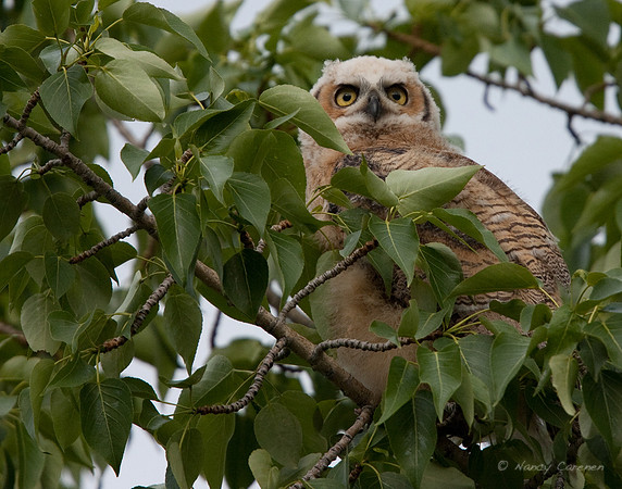 Great Horned Owlet