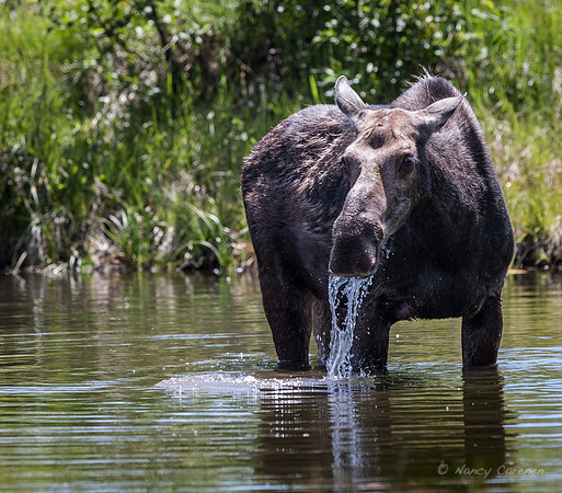 Moose