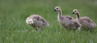 Canadian Goslings