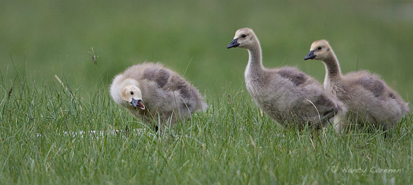 Canadian Goslings