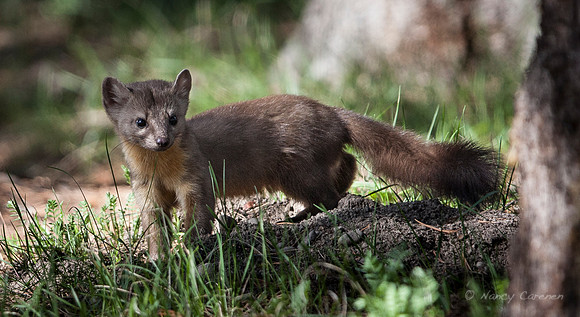 American Marten
